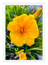 Load image into Gallery viewer, AC - 031 Golden Beauty