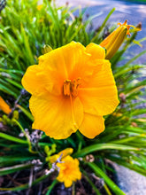 Load image into Gallery viewer, AC - 031 Golden Beauty