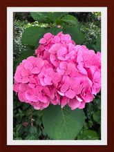 Load image into Gallery viewer, 0361 Pink Hydrangea
