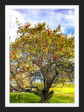 Load image into Gallery viewer, 0442 Apple Tree