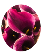 Load image into Gallery viewer, 0446 Pink Callas