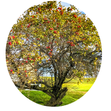 Load image into Gallery viewer, 0442 Apple Tree