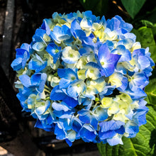 Load image into Gallery viewer, 0513 Blue Hydrangea