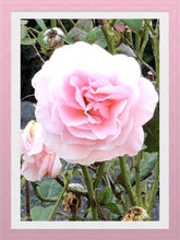 Load image into Gallery viewer, 0407 Pink Rose
