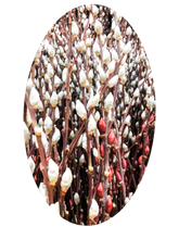 Load image into Gallery viewer, 0485 Beautiful Pussy Willow