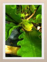 Load image into Gallery viewer, 0486 Kermit