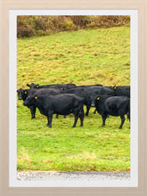 Load image into Gallery viewer, 0441 Cattle