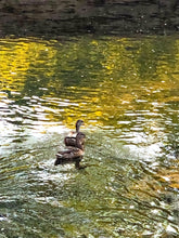 Load image into Gallery viewer, 0404 Evening Swim