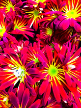 Load image into Gallery viewer, 0177 Stars Of Red