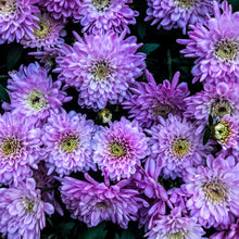 Load image into Gallery viewer, 0176 Purple Beauty