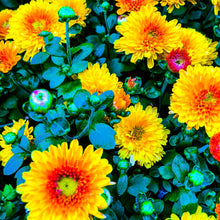 Load image into Gallery viewer, 0162 Bright Blossoms