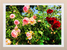 Load image into Gallery viewer, 0323 Rose Bush