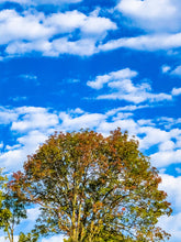 Load image into Gallery viewer, 0551 Touch Of Fall