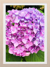 Load image into Gallery viewer, 0535 Pink Hydrangea