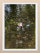 Load image into Gallery viewer, 0554 Lone Mallard