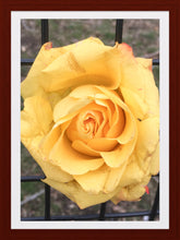 Load image into Gallery viewer, 0011 Yellow Rose