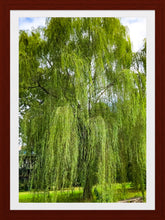 Load image into Gallery viewer, 0432 Weeping Willow Tree