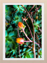 Load image into Gallery viewer, 0316 Flowering Succulents
