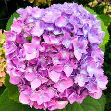 Load image into Gallery viewer, 0535 Pink Hydrangea