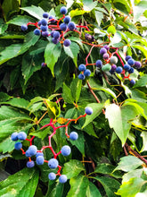 Load image into Gallery viewer, 0541 Fruit of the Vine