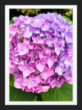 Load image into Gallery viewer, 0535 Pink Hydrangea