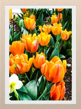 Load image into Gallery viewer, 0044 Bed of Orange