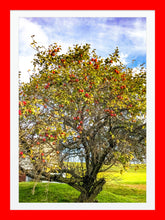 Load image into Gallery viewer, 0442 Apple Tree