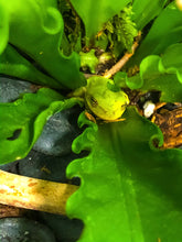 Load image into Gallery viewer, 0486 Kermit