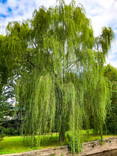 Load image into Gallery viewer, 0432 Weeping Willow Tree