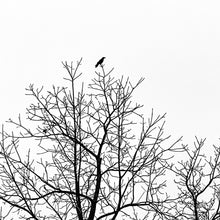 Load image into Gallery viewer, 0625 Crow