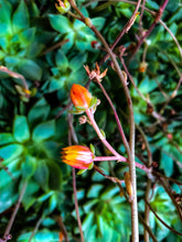 Load image into Gallery viewer, 0316 Flowering Succulents