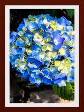 Load image into Gallery viewer, 0513 Blue Hydrangea