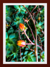 Load image into Gallery viewer, 0316 Flowering Succulents
