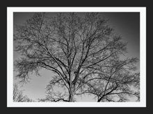 Load image into Gallery viewer, 0626 Bare Tree
