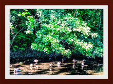 Load image into Gallery viewer, 0546 Sitting Ducks