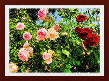 Load image into Gallery viewer, 0323 Rose Bush
