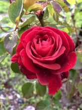 Load image into Gallery viewer, 0311 Single Red Rose