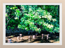 Load image into Gallery viewer, 0546 Sitting Ducks