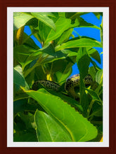 Load image into Gallery viewer, 0341 Sleeping Snake