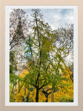 Load image into Gallery viewer, 0183 Autumn In The Park