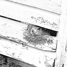 Load image into Gallery viewer, 0582 Groundhog Day