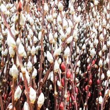 Load image into Gallery viewer, 0485 Beautiful Pussy Willow