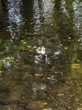 Load image into Gallery viewer, 0554 Lone Mallard