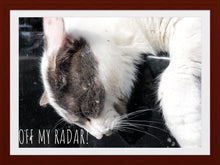 Load image into Gallery viewer, 0307 OMR