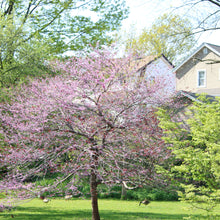 Load image into Gallery viewer, 0498 One Lavender Tree