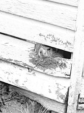 Load image into Gallery viewer, 0582 Groundhog Day