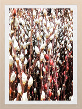 Load image into Gallery viewer, 0485 Beautiful Pussy Willow