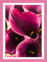 Load image into Gallery viewer, 0446 Pink Callas