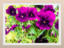 Load image into Gallery viewer, 0334 Elegant Violets