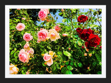 Load image into Gallery viewer, 0323 Rose Bush